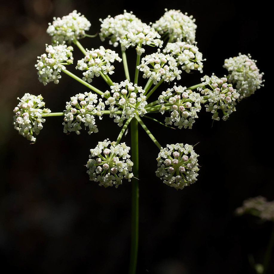Peucedanum Gallicum © Foto: flora-on.pt