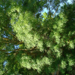 Carvalho-alvarinho (Quercus robur) © Fotos: UTAD | Jardim Botânico